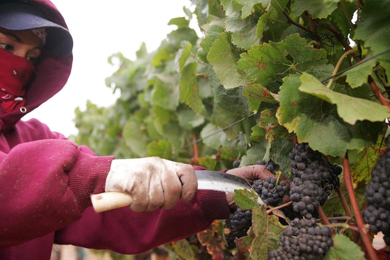 Immagine per Addetti in calo per la vendemmia, difficoltà per le aziende del Collio